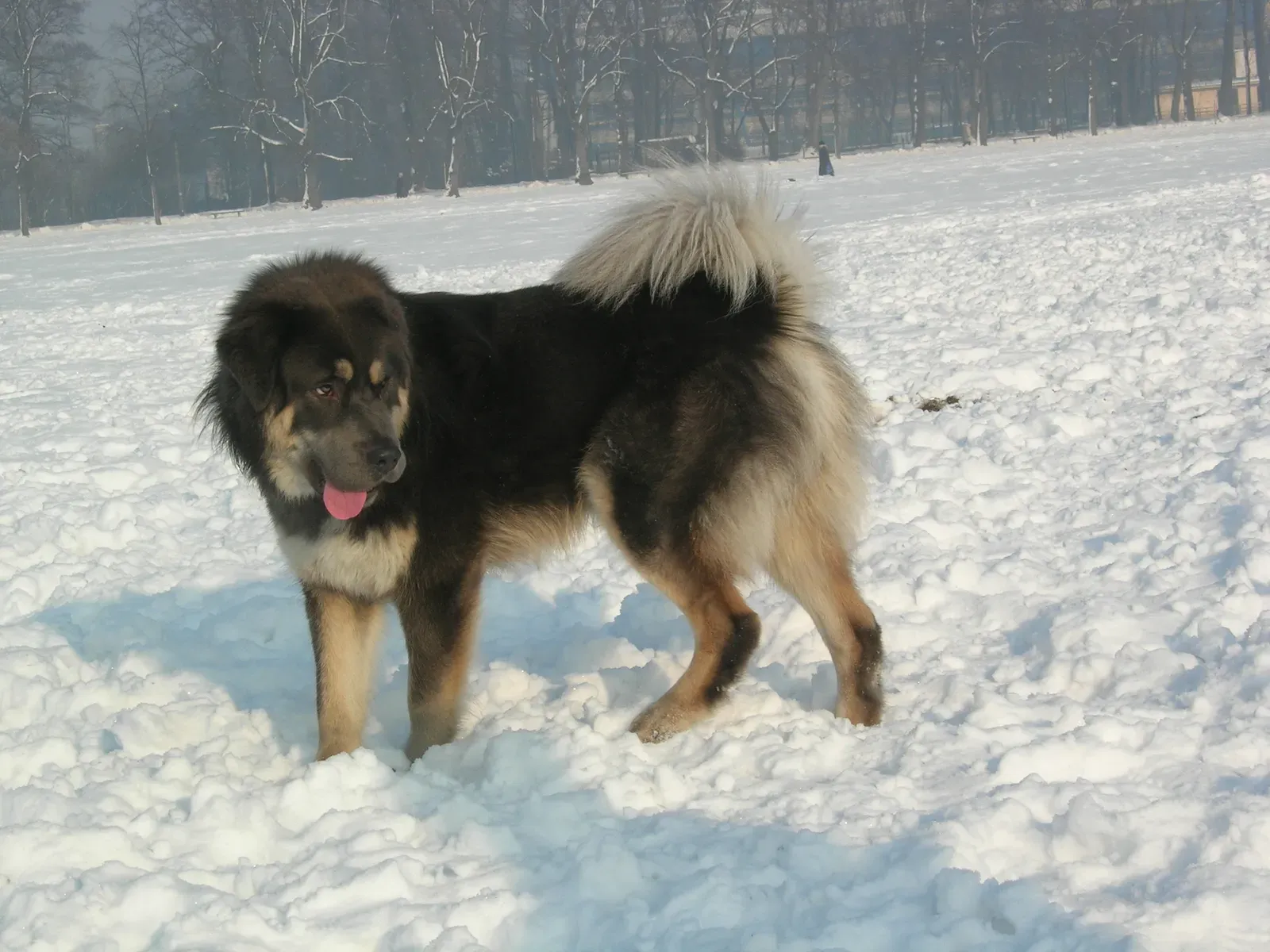 10. Tibetan Mastiff (Image Credits: Wikimedia)