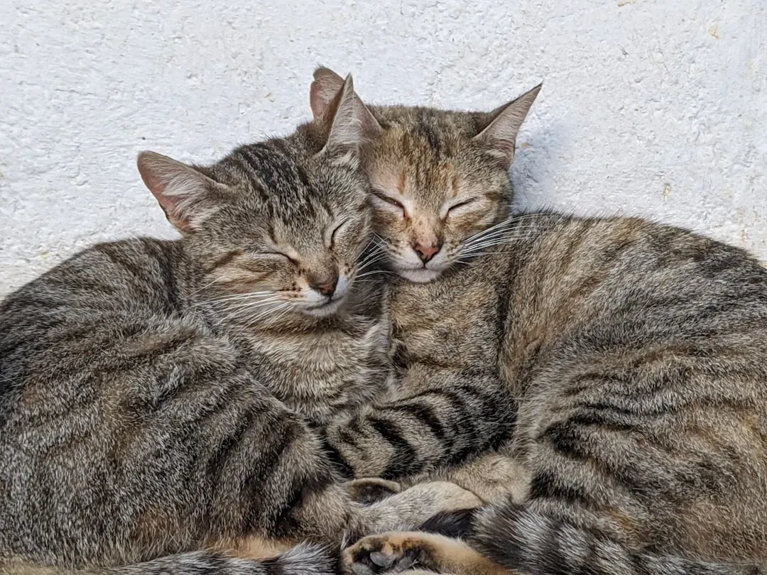 #10 - Cats (Image Credits: Unsplash)