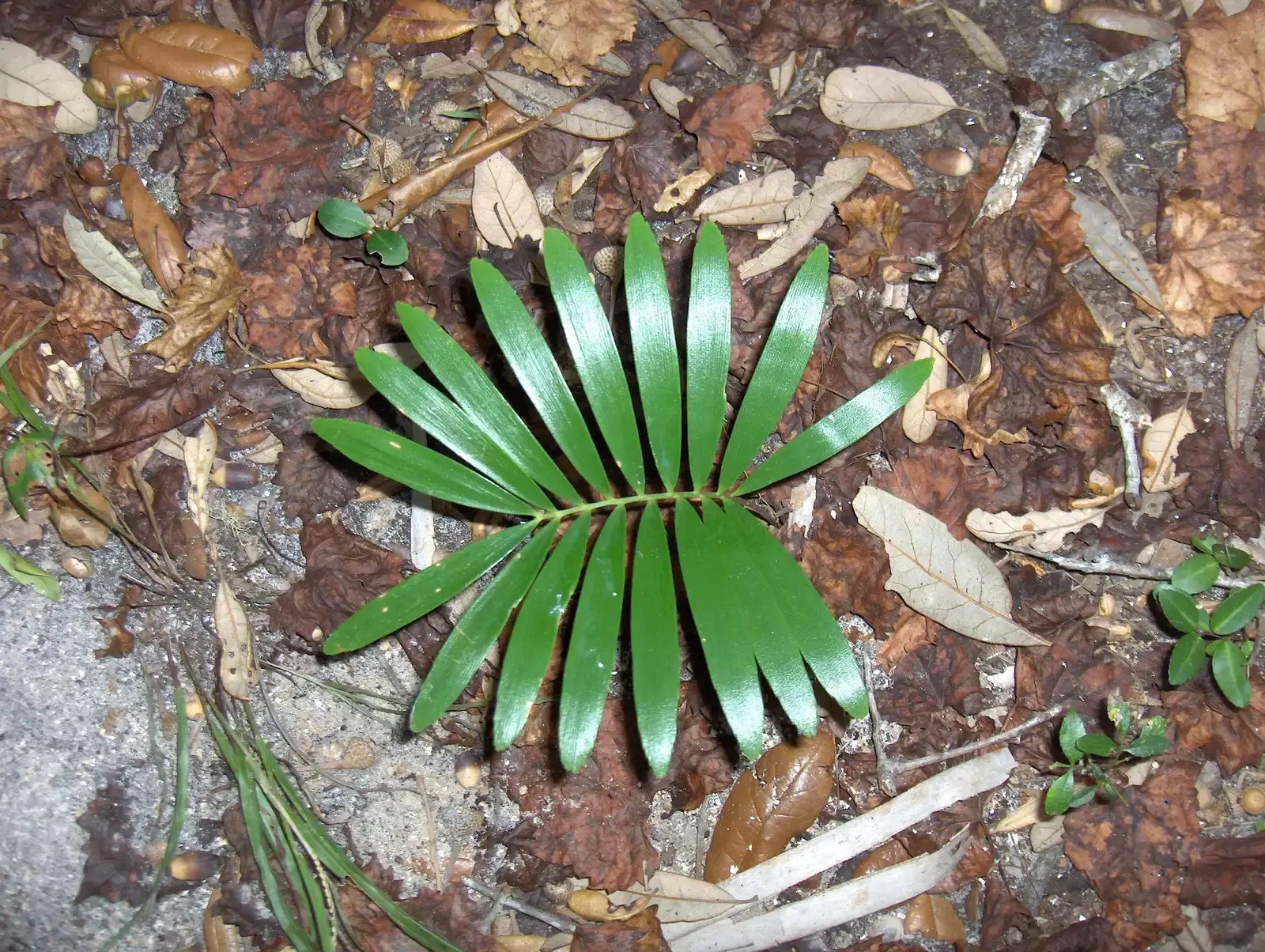 2. Coontie (Zamia integrifolia): The Living Fossil (Image Credits: Wikimedia)