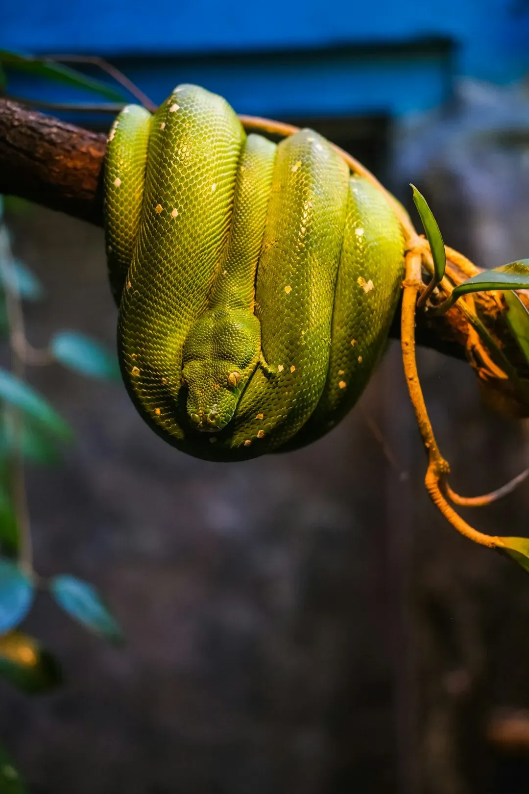 1. The Northern Green Anaconda (Eunectes akayima) (Image Credits: Unsplash)