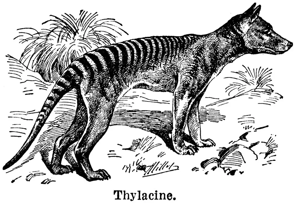 3. The Tasmanian Tiger: A Marsupial Ghost (Image Credits: Flickr)