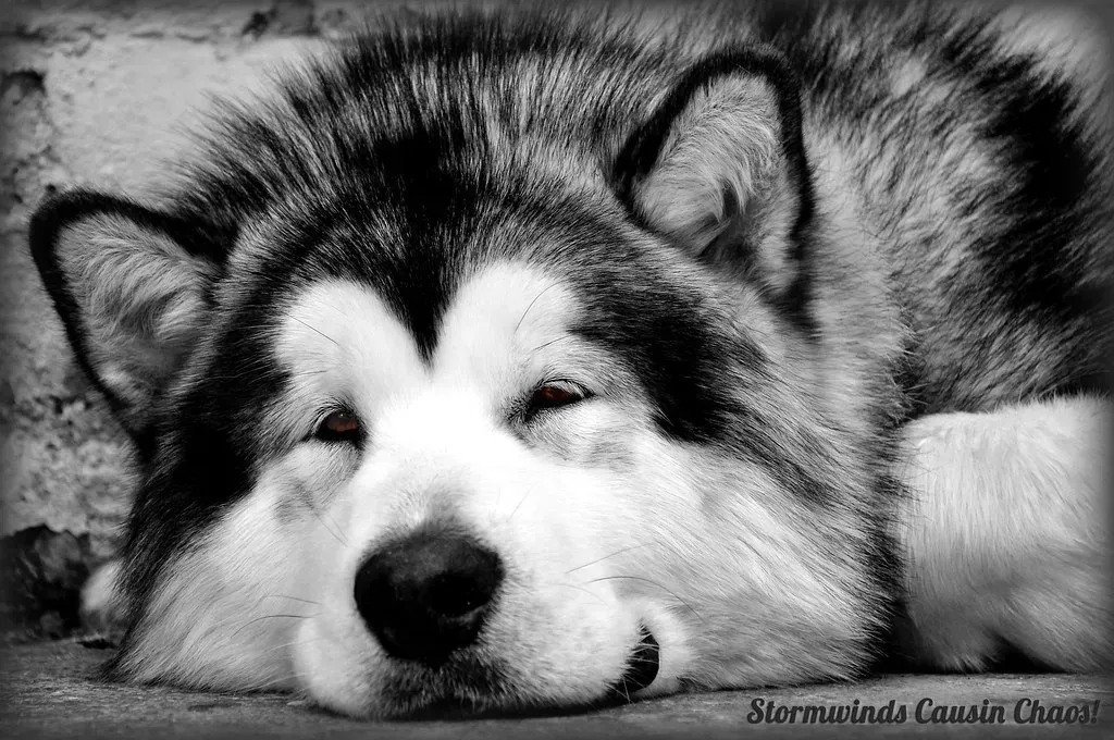 Alaskan Malamute (Image Credits: Flickr)