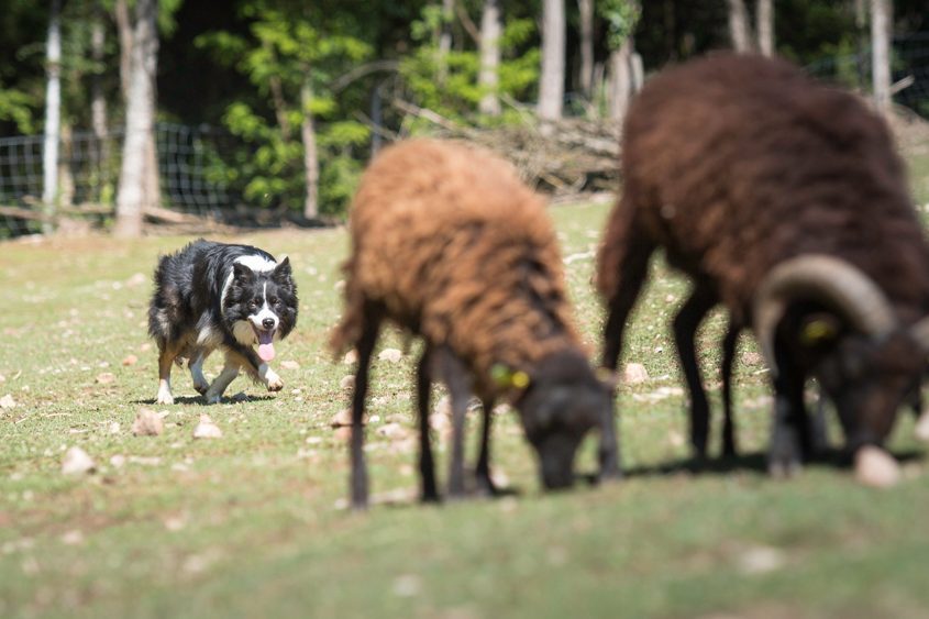 Herding Champions: Border Collies and Australian Shepherds (Image Credits: Wikimedia)