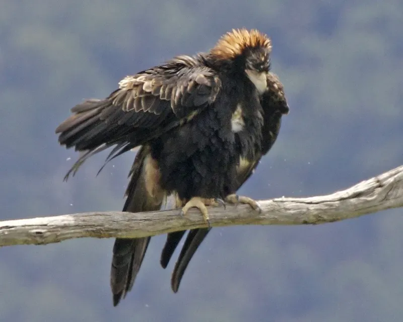 9. Wedge-Tailed Eagle - Australia's Apex Avian (By Lip Kee, CC BY-SA 2.0)