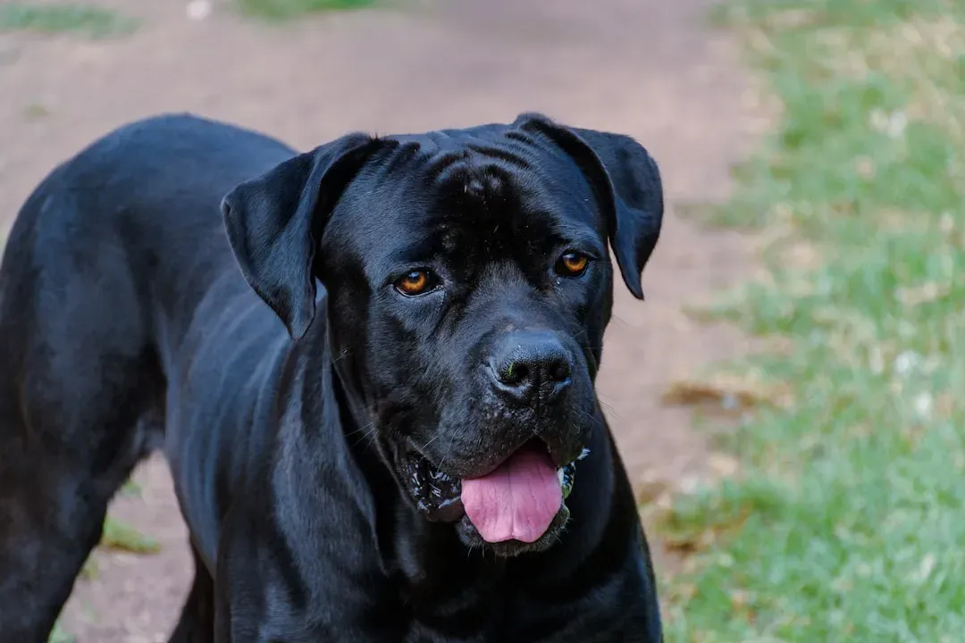 #12: Cane Corso (Image Credits: Unsplash)