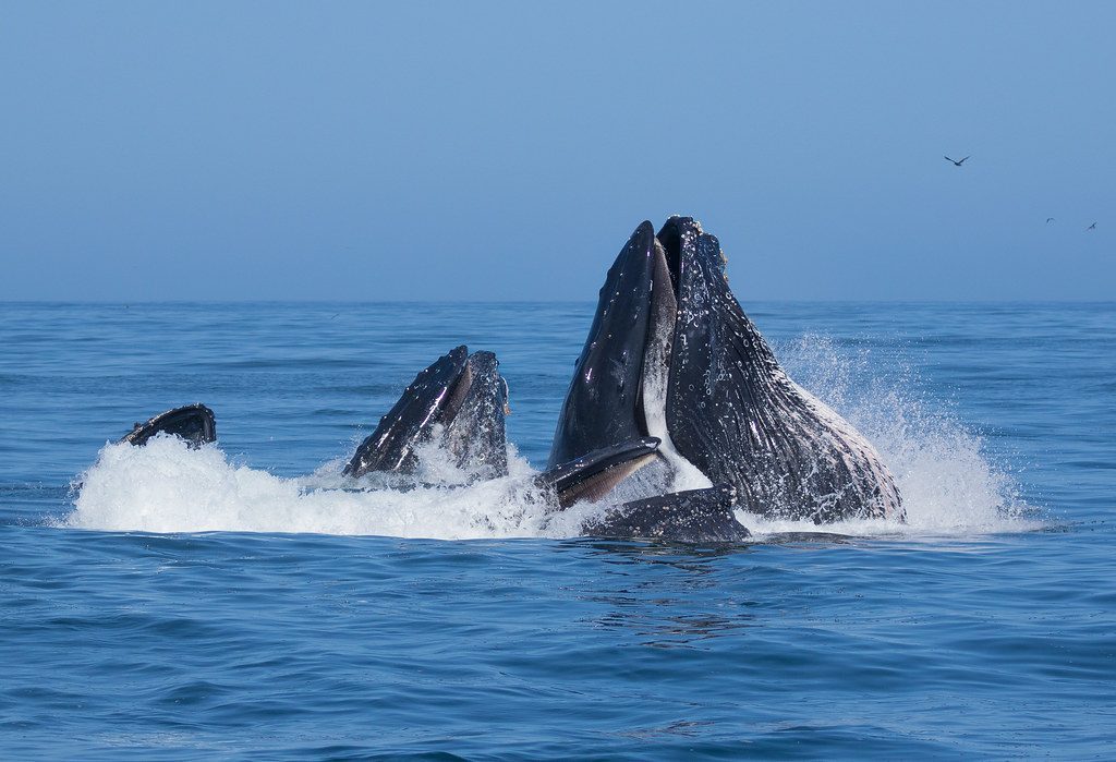 Humpback Whales: Ocean Giants on the Move (Image Credits: Flickr)