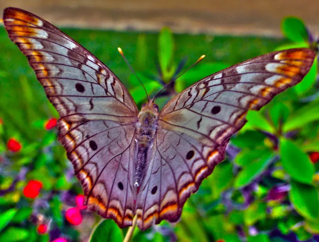 Gemini: The Butterfly (Image Credits: Flickr)