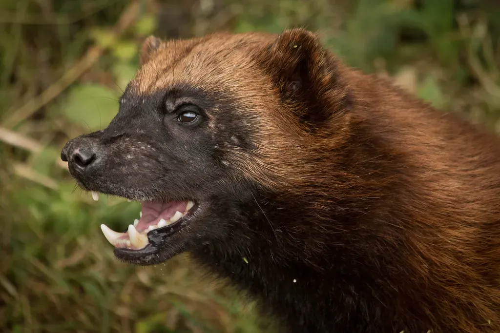 They Have a Rotating Molar That Can Rip Through Frozen Meat (Mr Moss, Flickr, CC BY 2.0)