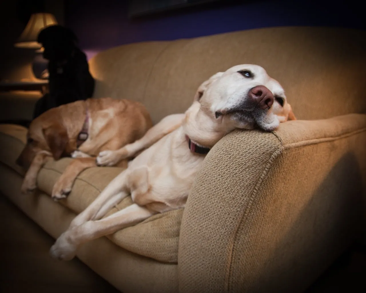 9. Rework Your Home Into a Senior-Dog-Friendly Space (Image Credits: Pixabay)