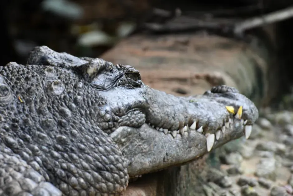 The Crocodile: A Predator That Outlived the Dinosaurs (Image Credits: Pexels)