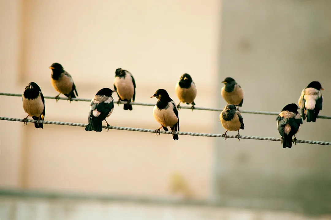 #5 - Power Lines and Roof Ridges Become "Waiting Rooms" Again (Image Credits: Unsplash)