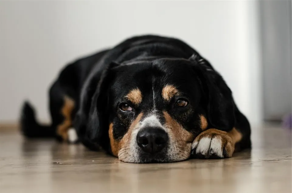 9. Displaying Signs of Depression (Image Credits: Stocksnap)
