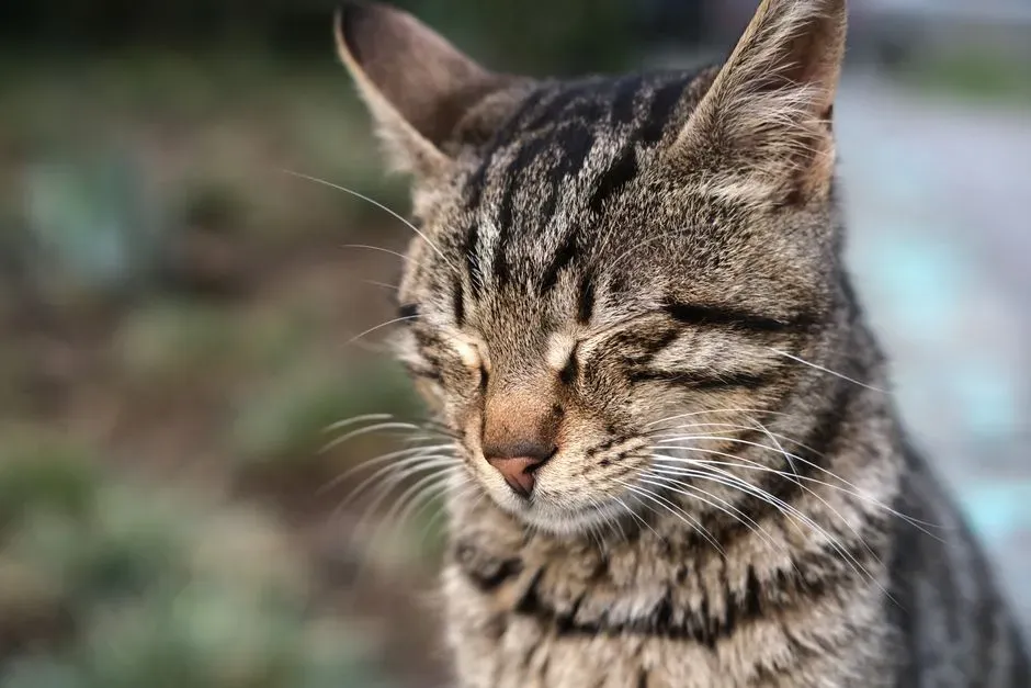 Building a Stronger Bond Through Slow Blinking (Image Credits: Pexels)