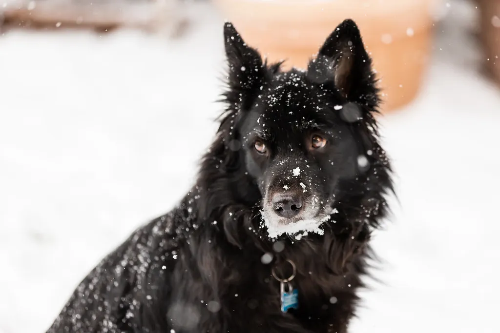 #2 - You're Not Just Their Owner, You're Their Shadow (ShebleyCL, Flickr, CC BY 2.0)