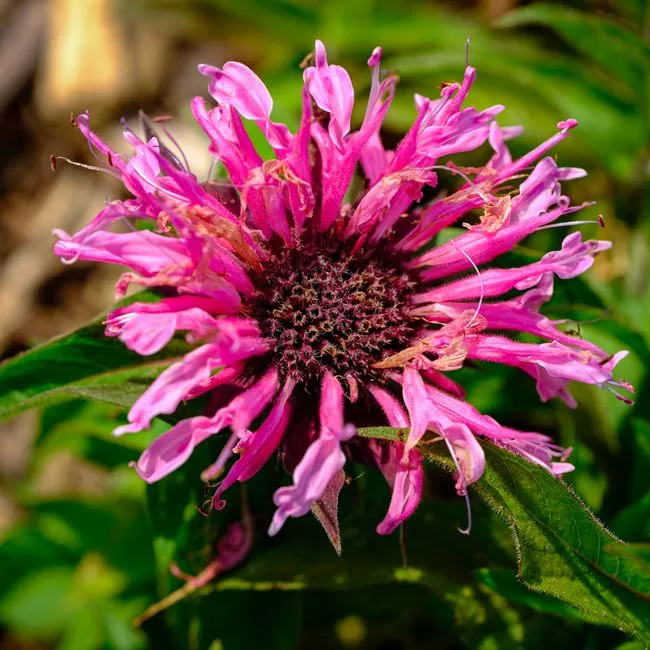 Bee Balm (Monarda didyma) (Image Credits: Pexels)