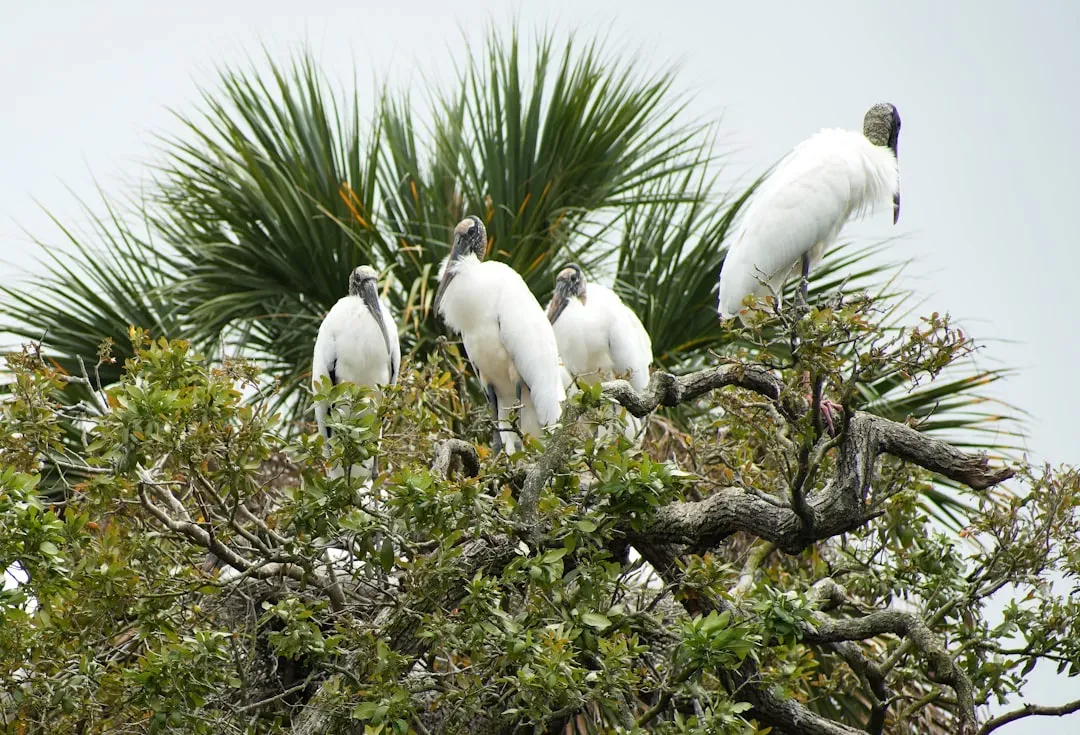 How Florida's Nesting Season Unfolds (Image Credits: Unsplash)