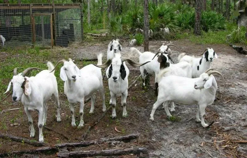 2. Boer Goat (Image Credits: Wikimedia)