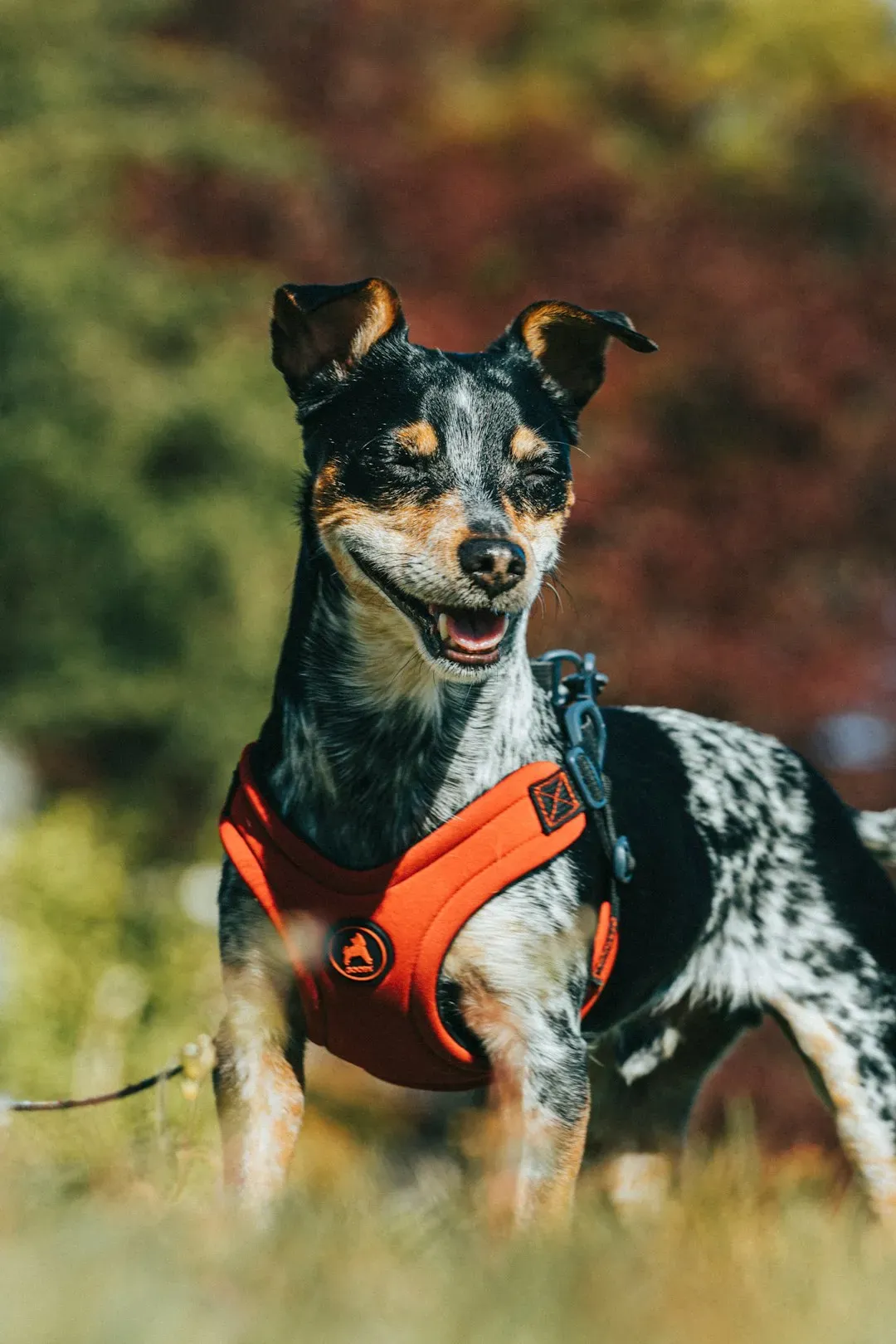 1. They're Hearing Sounds That Are Invisible to You (Image Credits: Unsplash)