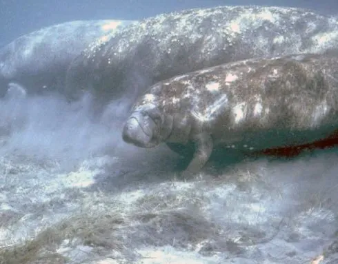 A Population That Actually Recovered (Public domain)