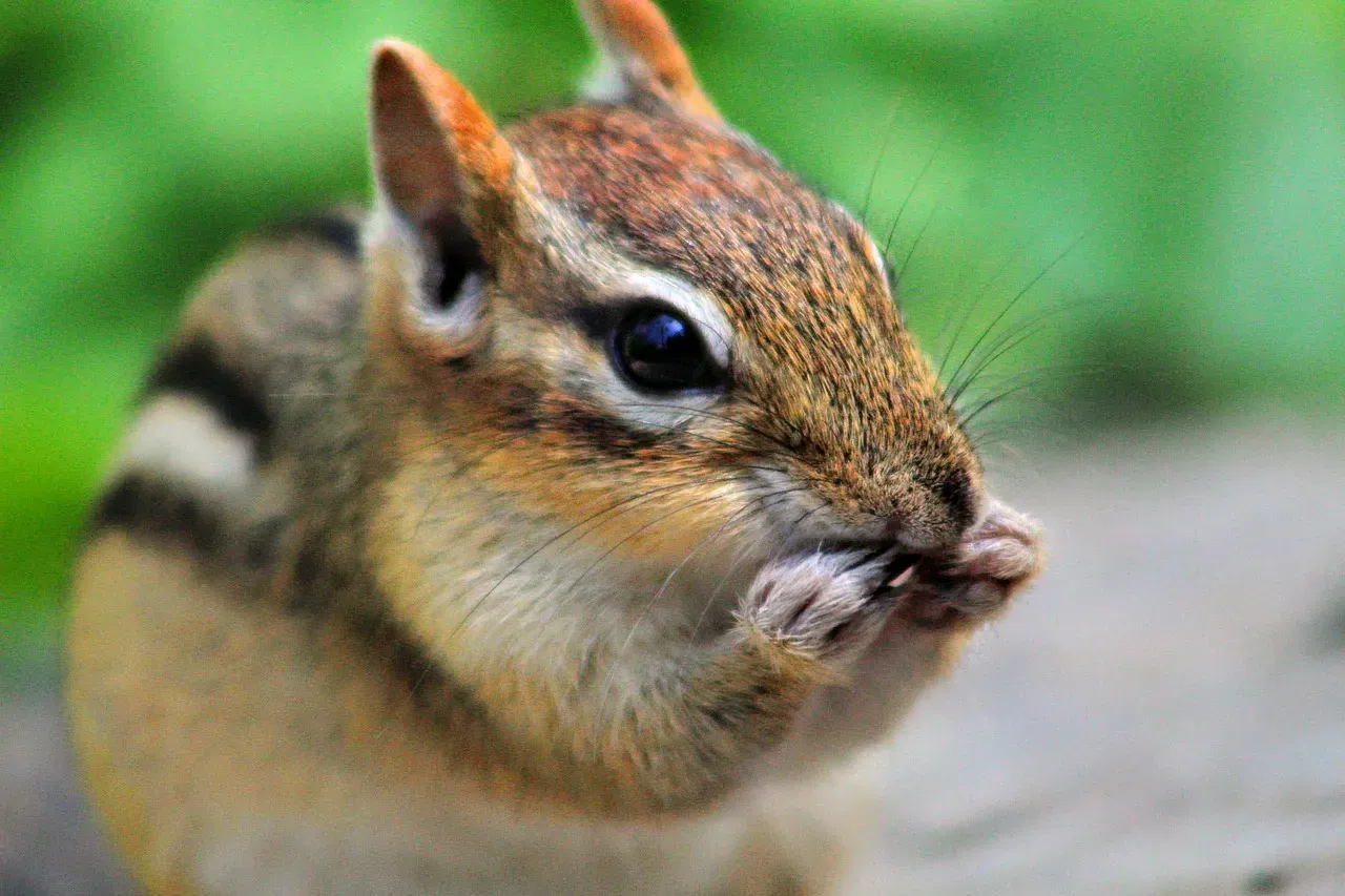 #1: There Are 25 Species, and Almost All of Them Live in North America (Image Credits: Pixabay)