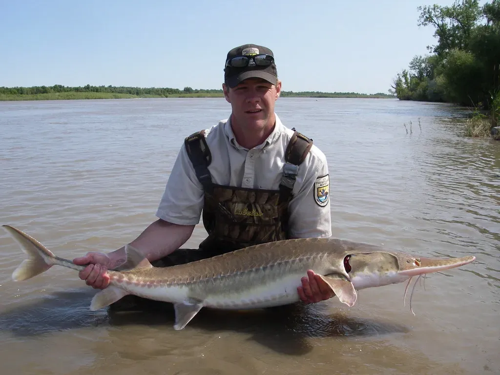 9. The Sturgeon: A River Giant Facing a Modern Threat (USFWS Mountain Prairie, Flickr, CC BY 2.0)