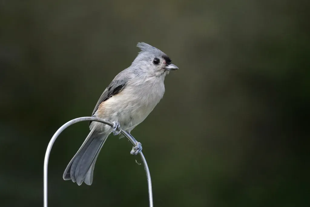 3. Tufted Titmouse (Baeolophus bicolor) (Mike's Birds, Flickr, CC BY-SA 2.0)