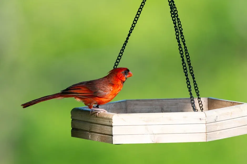 #5. What This Means If You Actually Want Cardinals to Stay (Image Credits: Pexels)