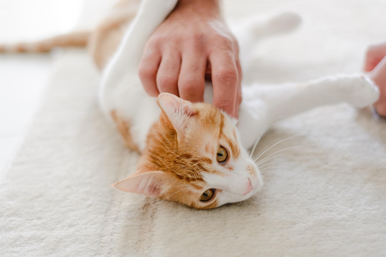 The Future of Feline-Human Research (Image Credits: Pixabay)