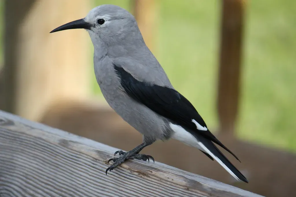 Clark's Nutcracker Remembers Thousands of Hidden Seeds (Image Credits: Flickr)