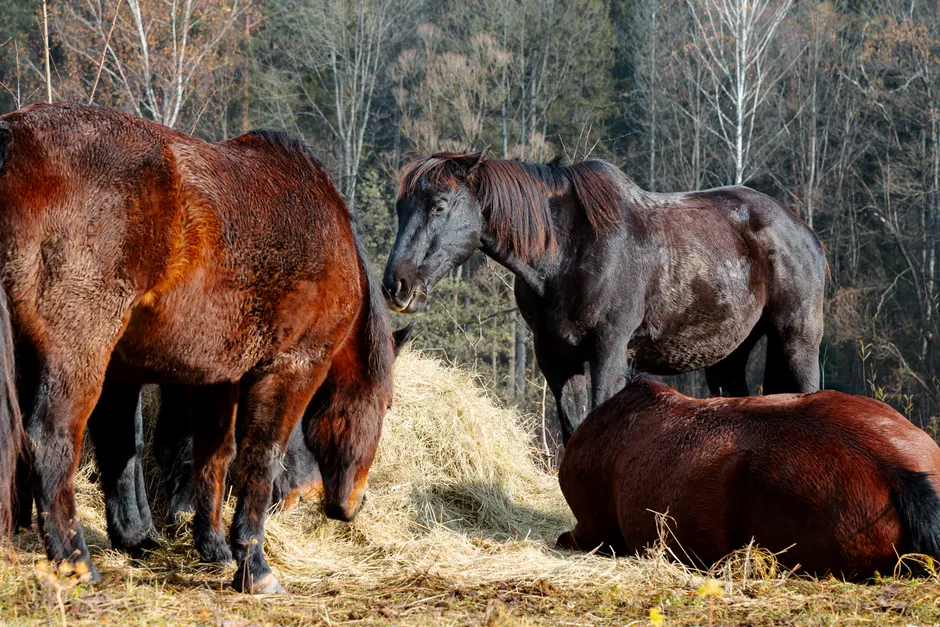#11 - They Subtly Block Others From "Their" Human (Image Credits: Pexels)