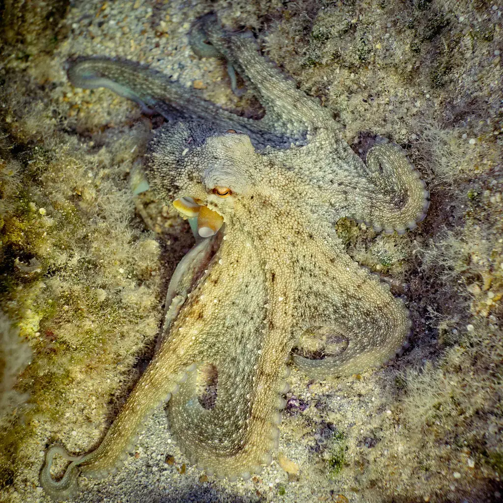 Instant Camouflage Reflects Fine Grained Perception (paologmb, Flickr, CC BY 2.0)