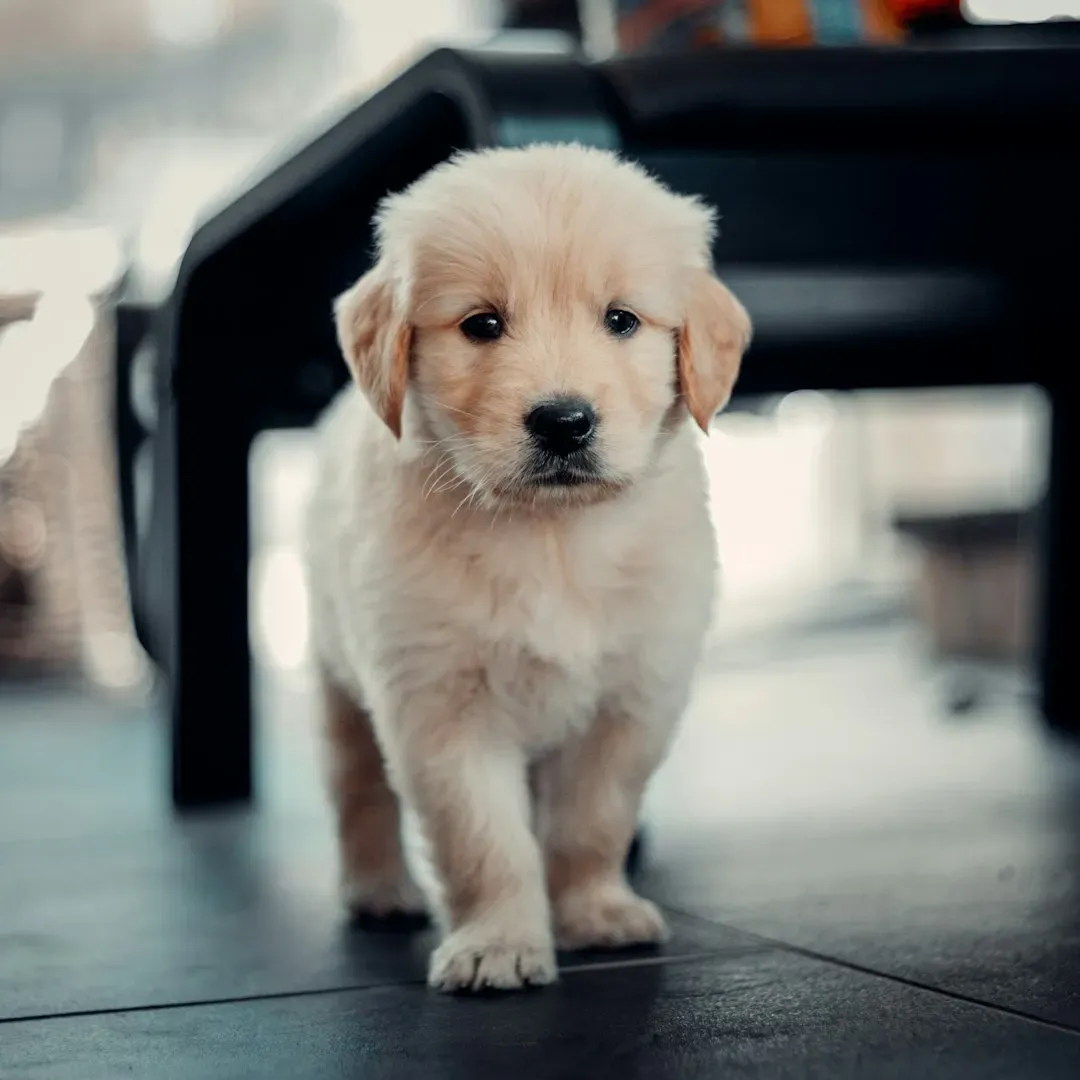 Every Single Golden Retriever Shares One Ancient Ancestor (Image Credits: Unsplash)