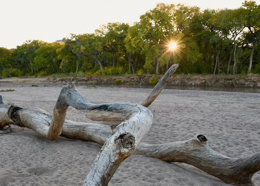 Bentsen-Rio Grande Valley State Park: Headquarters of the World Birding Center (Image Credits: Pexels)
