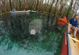 Ichetucknee Springs State Park: The Ultimate Lazy River (Image Credits: Ichuntucknee springs state park. Facebook)