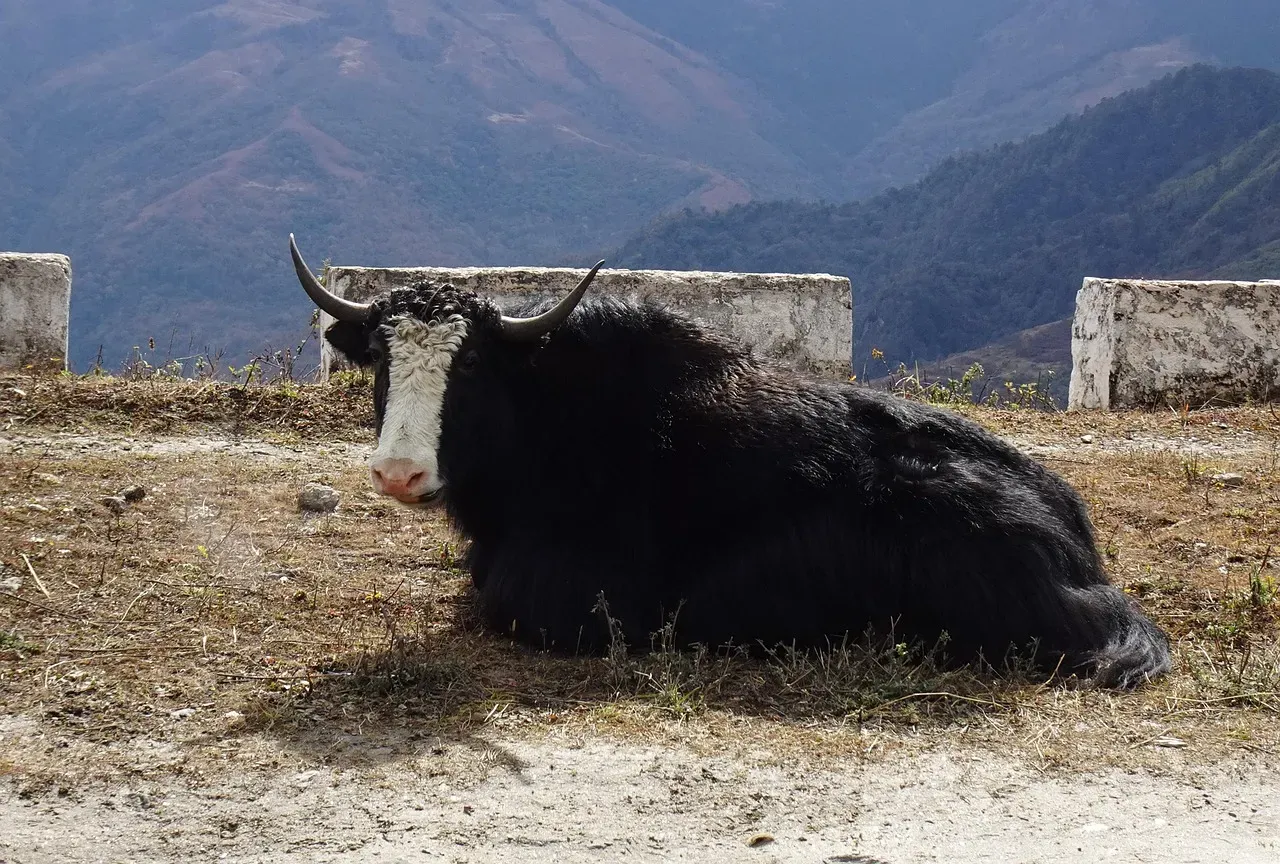 Nutritional Powerhouse for Mountain Communities (Image Credits: Pixabay)