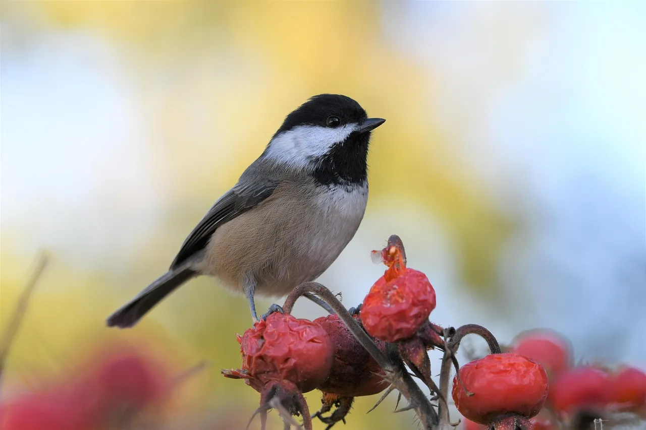 #8 - The Black-capped Chickadee: Tiny Bird, Big Pest-Control Contract (Image Credits: Pixabay)