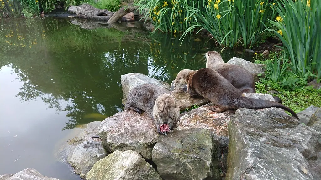 Why Early Otter Comebacks Should Motivate Us, Not Satisfy Us (Marie Hale, Flickr, CC BY 2.0)