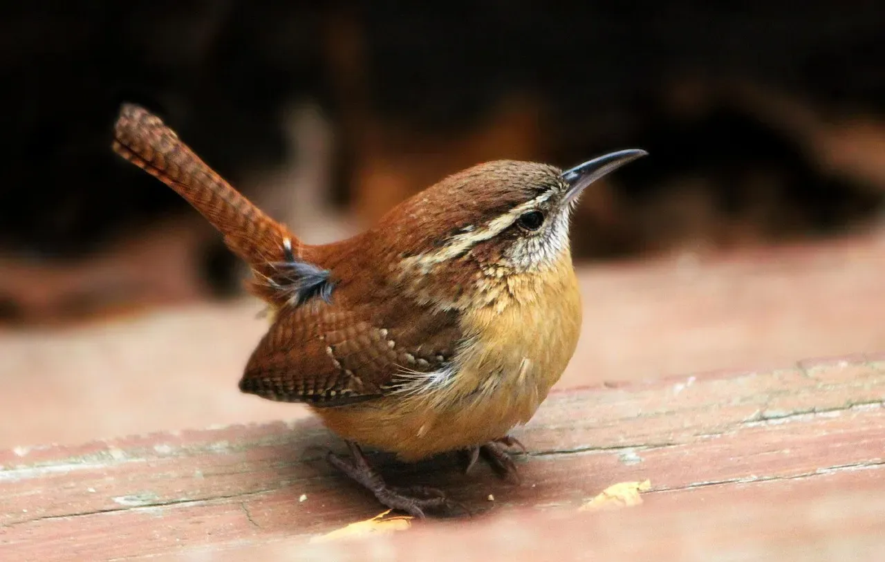 Carolina Wren (Image Credits: Pixabay)