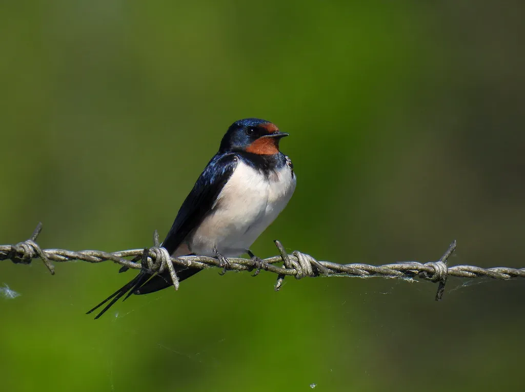 They Are the Most Widely Distributed Swallow on Earth (blondinrikard, Flickr, CC BY 2.0)