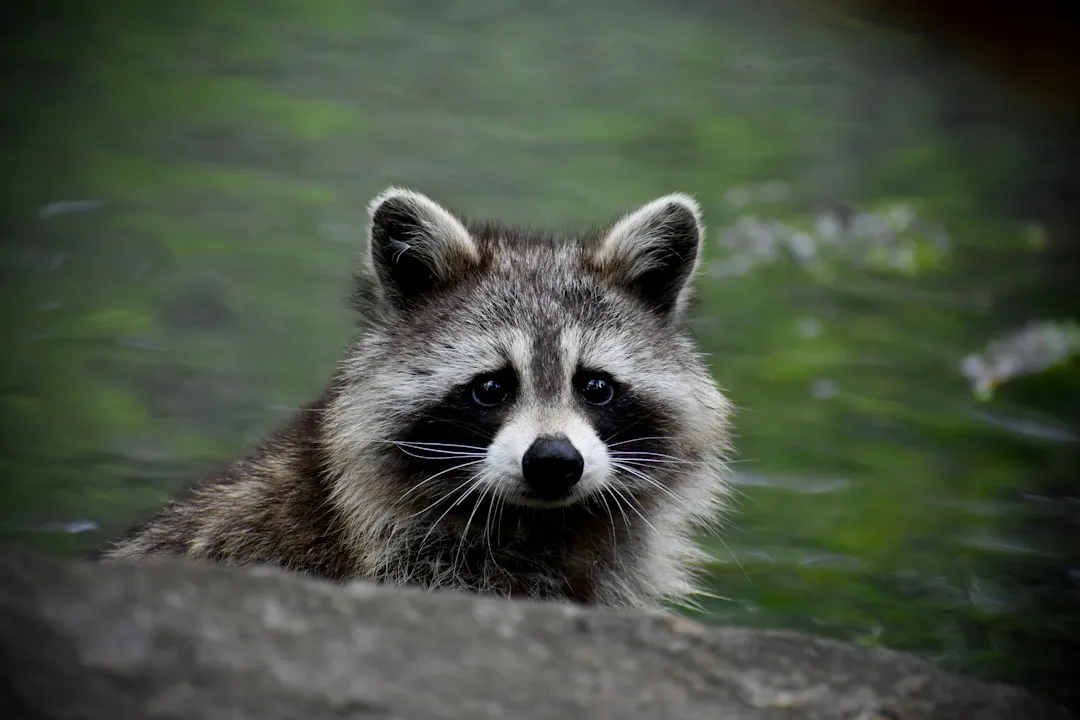 1. Persistent Scratching and Scraping (Image Credits: Unsplash)