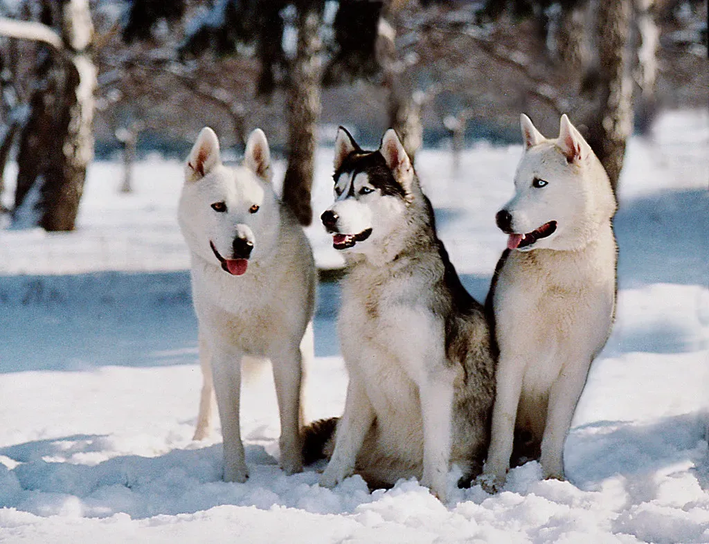 Siberian Husky (Image Credits: Flickr)