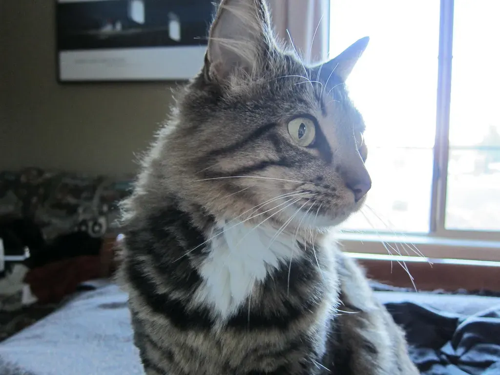 Conclusion: Rethinking What We Thought We Knew (ryanmilani, Flickr, CC BY 2.0)