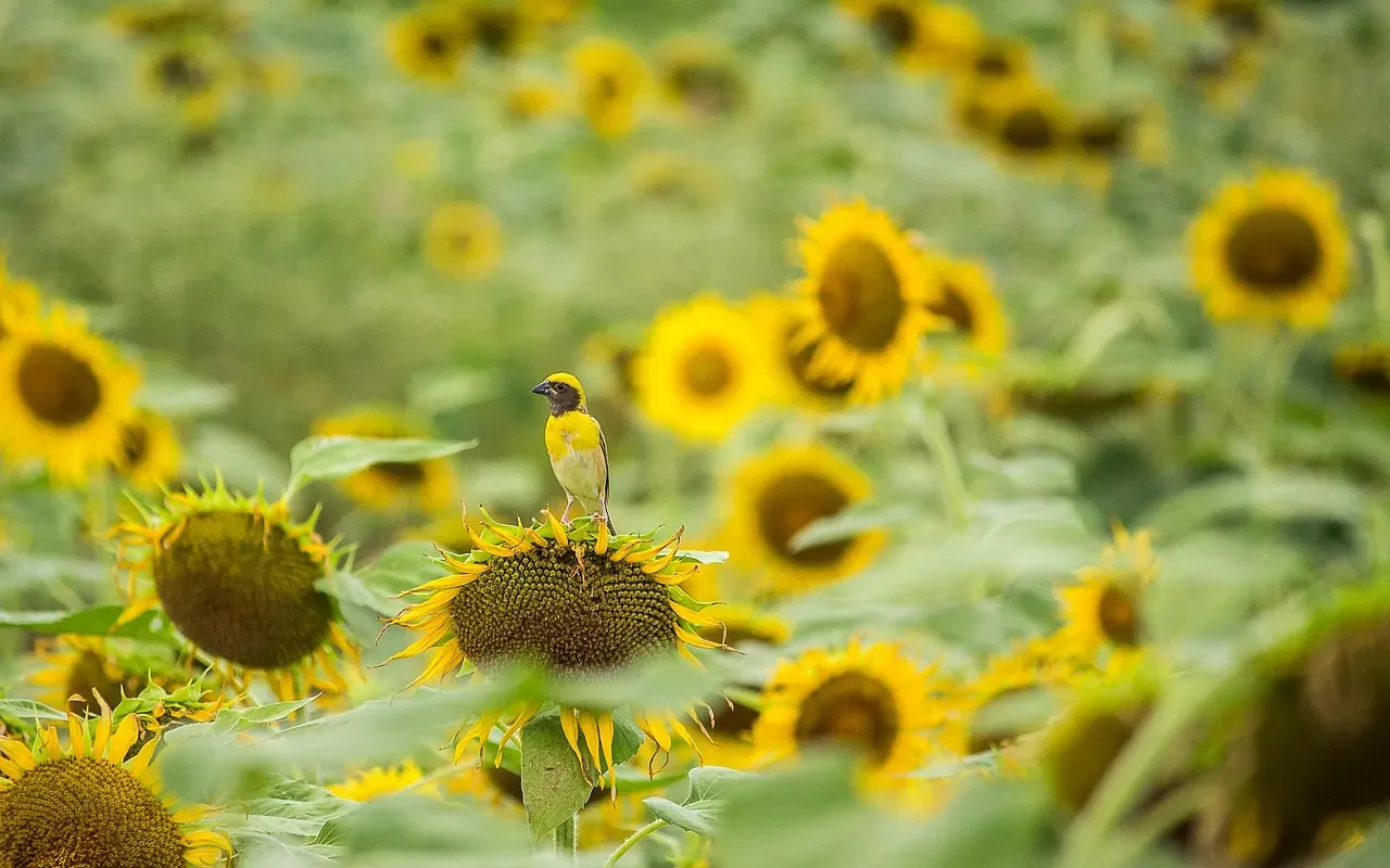 Sunflowers: The Cheerful Giants That Feed Everyone (Image Credits: Pixabay)