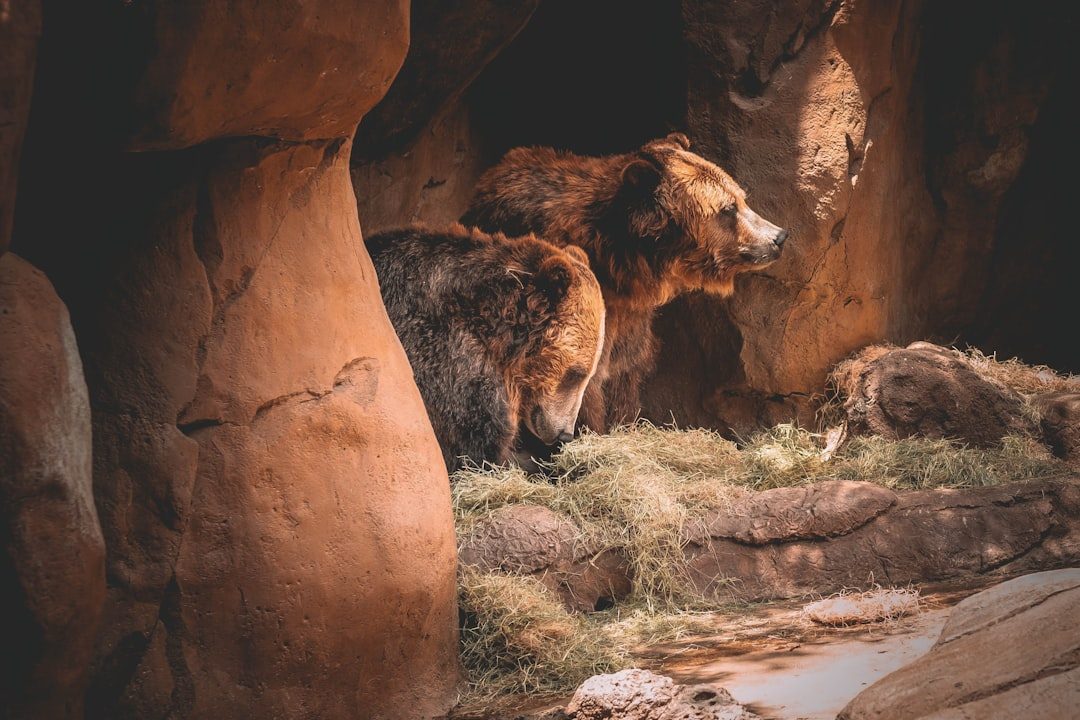 Bears Are Considered Sacred Relatives Who Live Among Them (Image Credits: Unsplash)