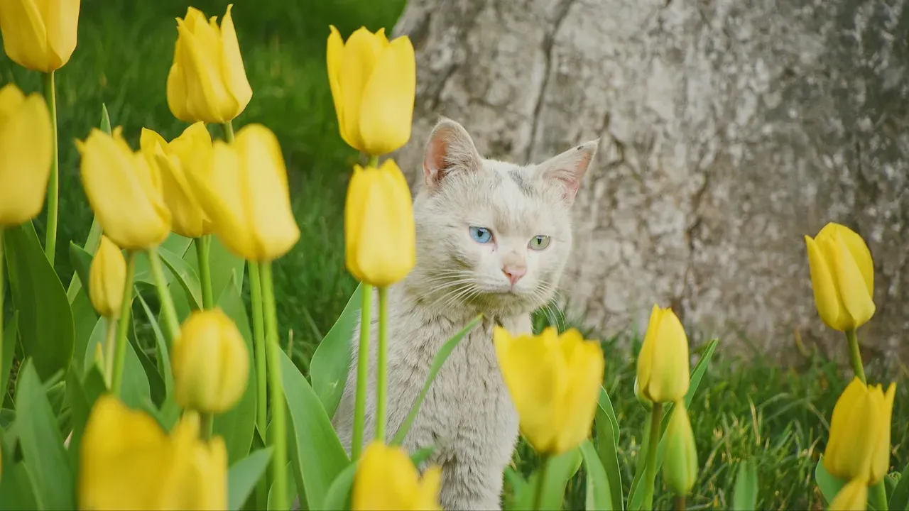 5. Tulips: Spring's Most Beautiful Threat (Image Credits: Pixabay)