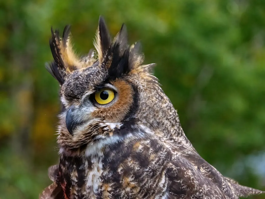 #5 - One Bird, Hundreds of Different Stories (Image Credits: Unsplash)