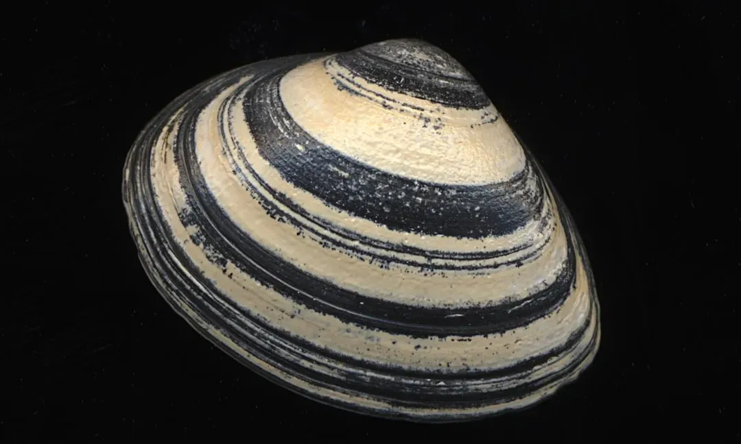 4. Zebra Mussels (Image Credits: Unsplash)