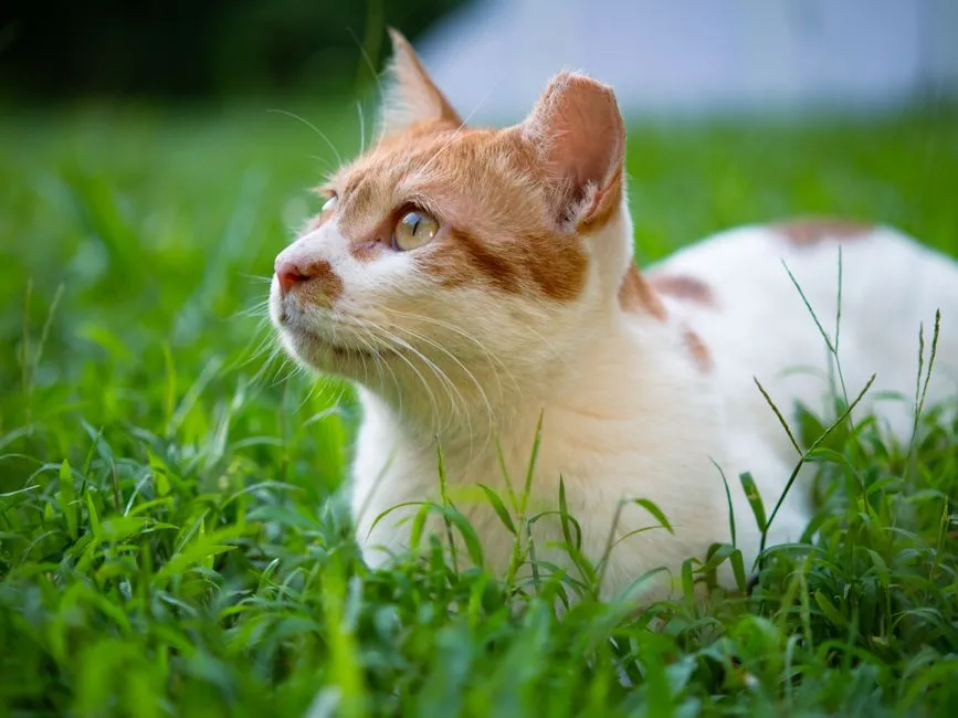 #32 - Japanese Bobtail: Social but Squirmy (Image Credits: Pexels)