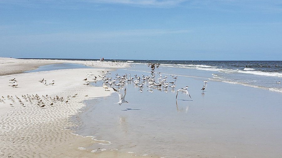 Amelia Island: Sophistication Meets Untamed Beaches (Image Credits: Amelia island: Wikimedia)