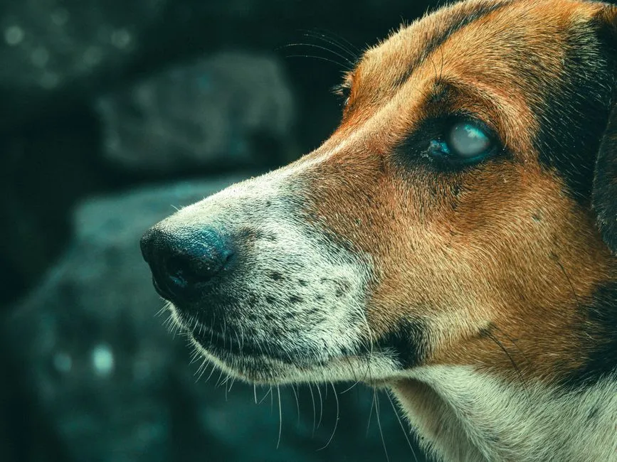 #4 - Cloudy Eyes That Still Know Your Face (Image Credits: Pexels)